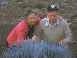 The only thing I know about this photograph of Nana and Baba is that it was taken at the top of Haleakala on Maui: that's the only place where silversword grows. There are other pictures in the same series featuring people I don't know. All seem to have the same logo on their caps. I tried zooming in on it, but couldn't make out what it was. Circa 1947 or so.